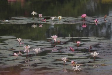 Hint Lotus Çiçeklerinin Sudaki Zengin Renkleri