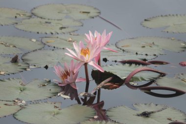 Mükemmel açık pembe nilüfer çiçeği. Güzel Hint Lotus Çiçeği