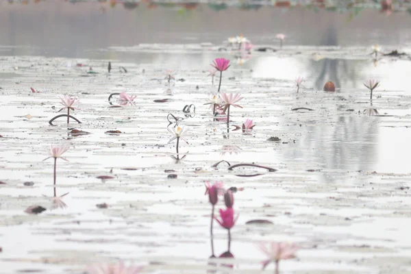 Couleurs Riches Fleurs Lotus Indiens Dans Eau Transparent — Photo