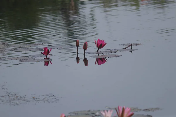 Couleurs Riches Fleurs Lotus Indiens Dans Eau Belle Réflexion — Photo
