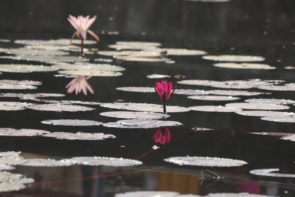 Couleurs Riches Fleurs Lotus Indiens Dans Eau Lotus Blanc Rose — Photo