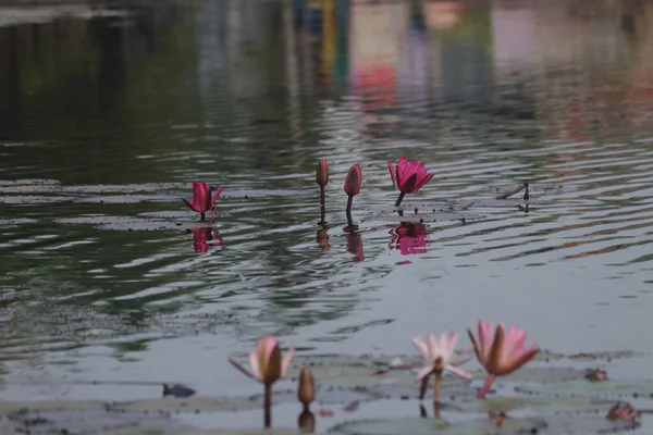 Couleurs Riches Fleurs Lotus Indiens Dans Eau Beau Papier Peint — Photo