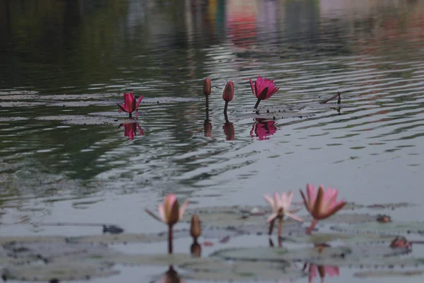 Lótus Rosa Lago Romântico Lótus Flor Lótus Indiano — Fotografia de Stock