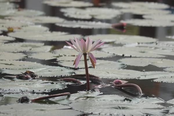 Beau Lac Lotus Fleur Lotus Indien — Photo