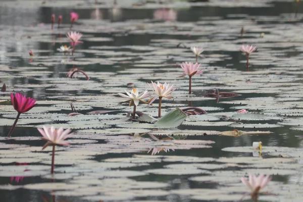 Lac Lotus Fond Écran Fleur Lotus Indien — Photo