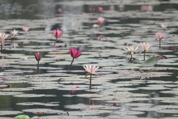 Lac Lotus Fleur Lotus Indien — Photo
