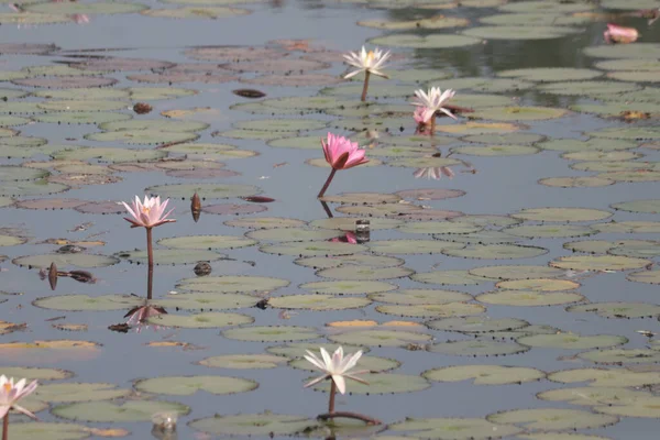 Lotus Lac Romantique Lotus Fleur Lotus Indien — Photo