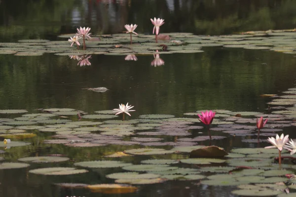 Fleurs Lotus Indien Dans Eau Reflet — Photo