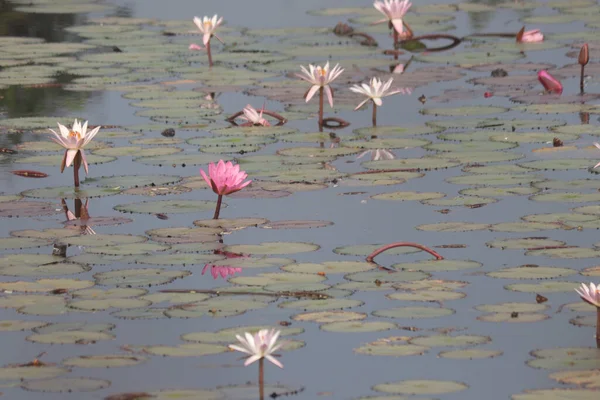 Couleurs Riches Fleurs Lotus Indiens Dans Eau — Photo