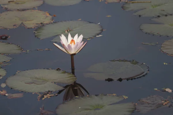 Lotus Blanc Riche Fleur Lotus Indien — Photo