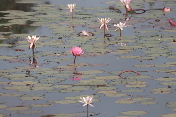 Hint Nilüfer Çiçeklerinin Tatlı Renkleri