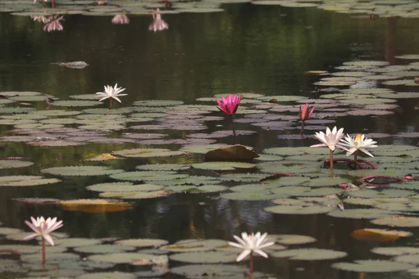 Couleurs Riches Fleurs Lotus Lac Des Fleurs Lotus Belle Fleur — Photo