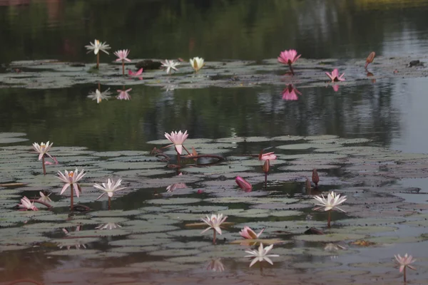 Lotus Gölü Çiçekleri. Güzel Hint Lotus Çiçeği