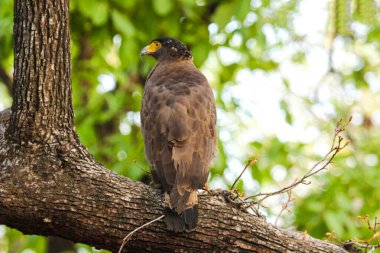 Ormandaki güzel yılan kartal kuşu. Hint Kartalı. 