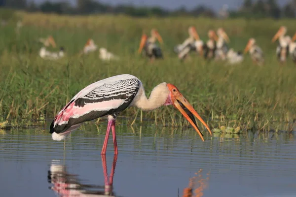 Boyalı Leylek Kuşu ve Balık. Vahşi yaşam fotoğrafçılığı. Kuş Safari.