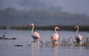 Sudaki Pembe Flamingo. Göl manzarası. Vahşi Yaşam 'daki Vahşi Su Kuşları. Vahşi Yaşam Fotoğrafçılığı 