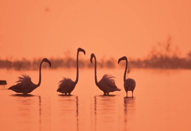 Büyük Flamingo kuşlarıyla sabahın erken saatlerinde mükemmel bir başlangıç. Vahşi Su Kuşları. Vahşi Yaşam Fotoğrafçılığı  