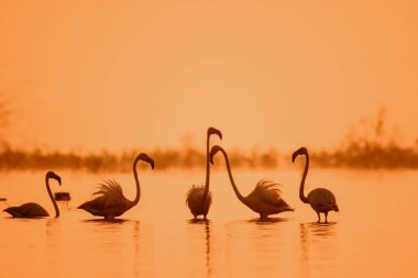 Muhteşem Kuşlar Pembe Büyük Flamingo Kuşları Gölde. Sabahın köründe. Vahşi Su Kuşları. Vahşi Yaşam Fotoğrafçılığı  