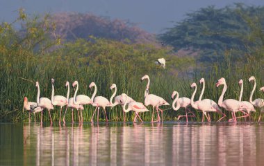  Daha büyük Flamingo kuşu. Kuş Sığınağı Maharashtra. Vahşi yaşam fotoğrafçılığı. Pembe Flamingolu Peyzaj ve Duvar Kağıdı  