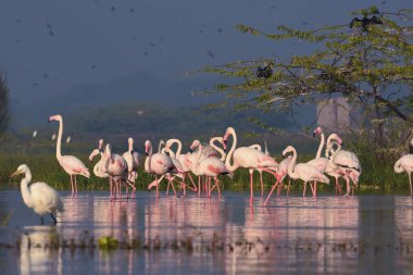 Büyük Flamingo Kuşları. Vahşi Kuşları sula. Pembe Flamingo Kuşları. Kuş Sığınağı Maharashtra. Vahşi yaşam fotoğrafçılığı  