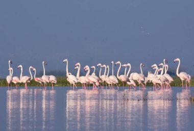 Daha Büyük Pembe Flamingo Kuşları. Mükemmel yansıma. Kuş Sığınağı Maharashtra. Vahşi yaşam fotoğrafçılığı  