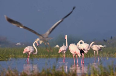 Güzel Büyük Flamingo Kuşları. Kuş Sığınağı Maharashtra. Vahşi yaşam fotoğrafçılığı  