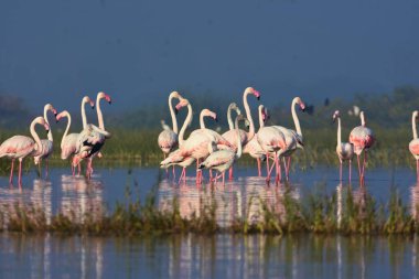 Muhteşem Büyük Flamingo Kuşları. Vahşi Su Kuşları. Vahşi Yaşam Fotoğrafçılığı