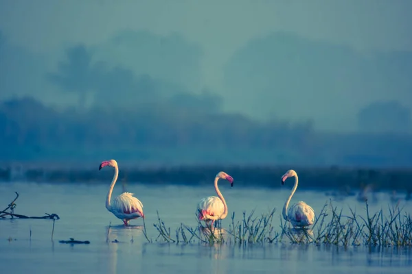 Buongiorno Colors Fenicottero Rosa Paesaggio Del Lago Uccelli Selvatici Fauna — Foto Stock