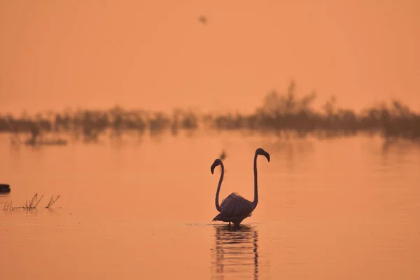 Прекрасный Розовый Фламинго Пейзаж Озера Дикие Водоплавающие Птицы Дикой Природе — стоковое фото