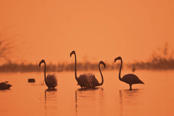 What A Perfect Birds! Greater Flamingo Birds In Lake In Early Morning Time. Wild Water Birds. Wildlife Photography  