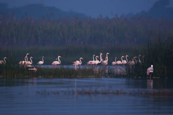 Paesaggio Con Fenicottero Rosa Paesaggio Del Lago Uccelli Selvatici Fauna — Foto Stock