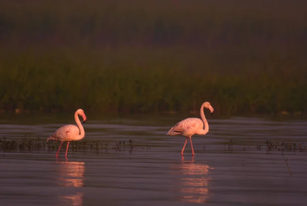 Alba Rossa Con Uccelli Fenicottero Maggiore Nel Lago Nelle Prime — Foto Stock