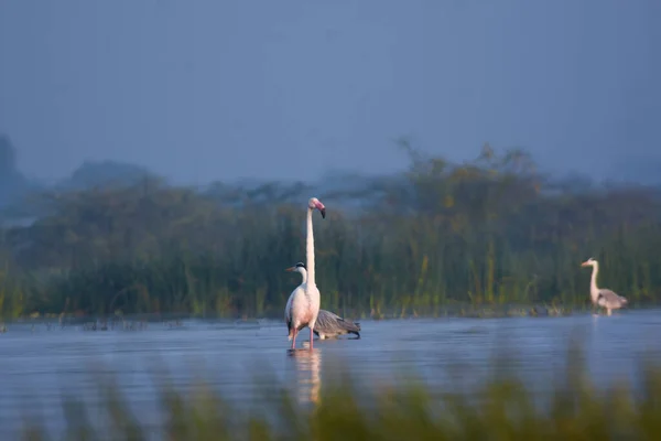 Розовый Фламинго Природный Пейзаж Озера Дикие Водоплавающие Птицы Дикой Природе — стоковое фото