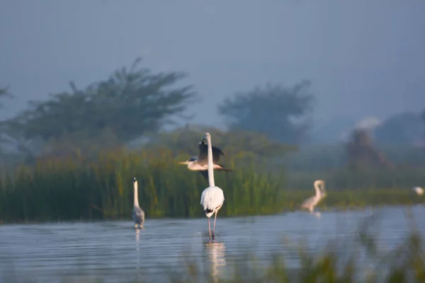 Erstaunliche Landschaft Mit Wild Water Birds Bird Sanctuary Maharashtra Tierfotografie — Stockfoto