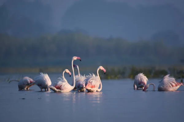 Uccelli Fenicottero Acqua Uccelli Selvatici Santuario Degli Uccelli Maharashtra Fauna — Foto Stock