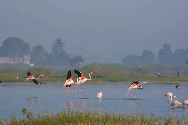 Büyük Flamingo Kuş Uçuşu. Vahşi Su Kuşları. Kuş Sığınağı Maharashtra. Vahşi yaşam fotoğrafçılığı  