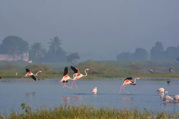 Большая Летающая Птица Фламинго Дикие Водные Птицы Птичий Заповедник Махараштра — стоковое фото