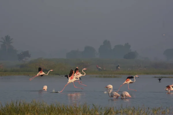 Прекрасный Полет Больших Розовых Фламинго Птиц Дикие Водные Птицы Птичий — стоковое фото
