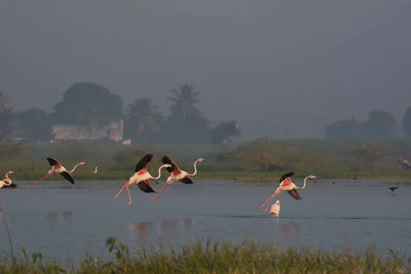 Grands Oiseaux Flamants Roses Oiseaux Aquatiques Sauvages Refuge Oiseaux Maharashtra — Photo