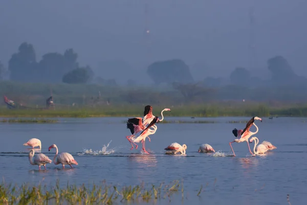 Große Flamingo Vögel Genießen Wasser Wildwasservögel Vogelschutzgebiet Maharashtra Tierfotografie — Stockfoto