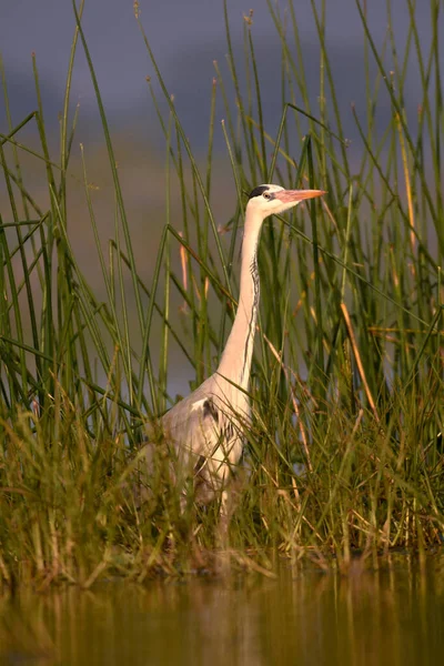 Precioso Pájaro Garza Hierba Lago Aves Acuáticas Silvestres Vida Silvestre — Foto de Stock