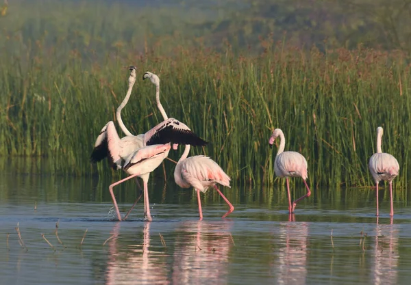 Greater Flamingo Bird Couple Birds. Wild Water Birds . Bird Sanctuary Maharashtra. Wildlife photography