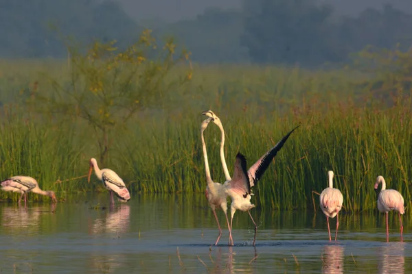 Gran Pareja Aves Flamencas Rosadas Lago Wild Water Birds Bird — Foto de Stock