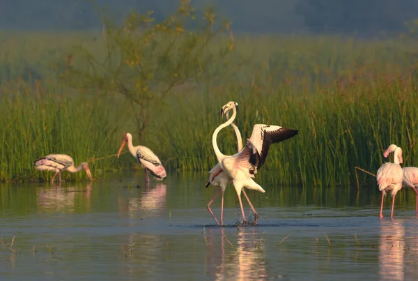 Pájaros Del Gran Flamenco Pareja Pájaros Cigüeña Pintados Wild Water — Foto de Stock
