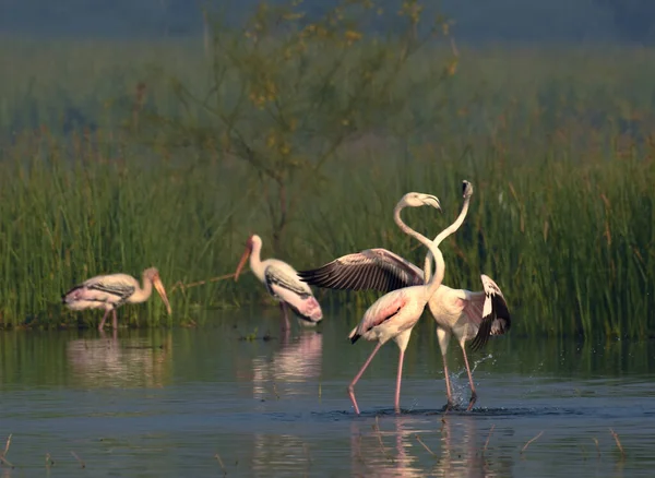 Paradise Greater Flamingo Bird Painted Stork Bird Inglés Wild Water — Foto de Stock