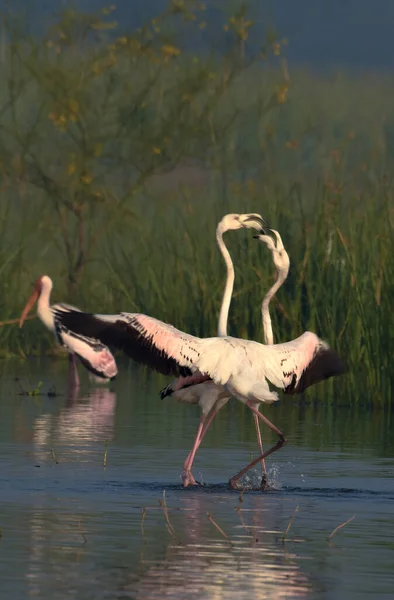 Greater Flamingo Bird Painted Stork Bird Inglés Wild Water Birds — Foto de Stock