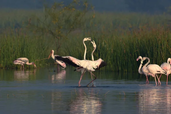 Greater Flamingo Bird Couple. Bird Sanctuary Maharashtra. Wildlife photography