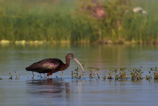 Brillante Pájaro Ibis Agua Vida Silvestre Pájaro Agua Salvaje Fotografía — Foto de Stock