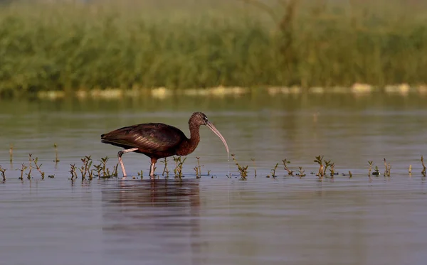 Glossy Ibis Oiseau Dans Faune Oiseau Sauvage Wild Birds Photography — Photo