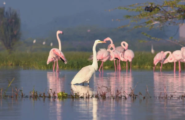 Pink Greater Flamingo Bird and White Egret. Birding. Wild Birds. Bird Sanctuary Maharashtra. Wildlife photography